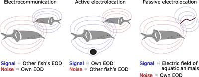 A History of Corollary Discharge: Contributions of Mormyrid Weakly Electric Fish